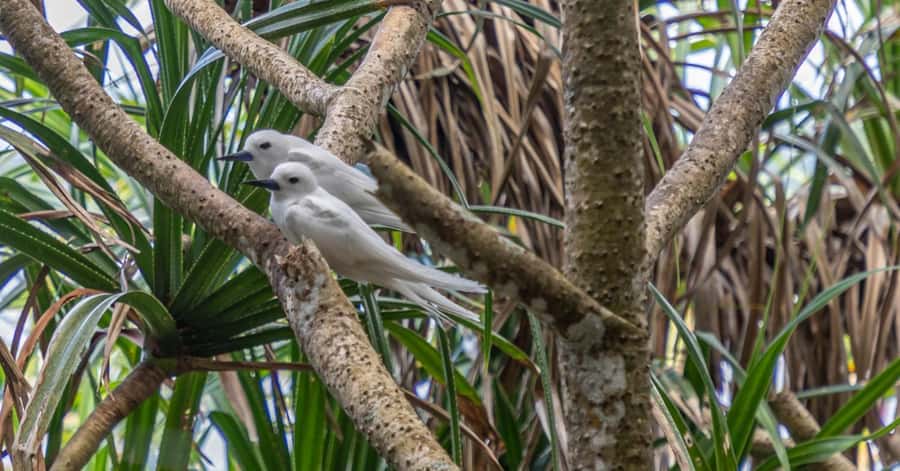 Cousin Curieuse and St Pierre & BBQ Lunch - Cousin Island and its protected birdlife