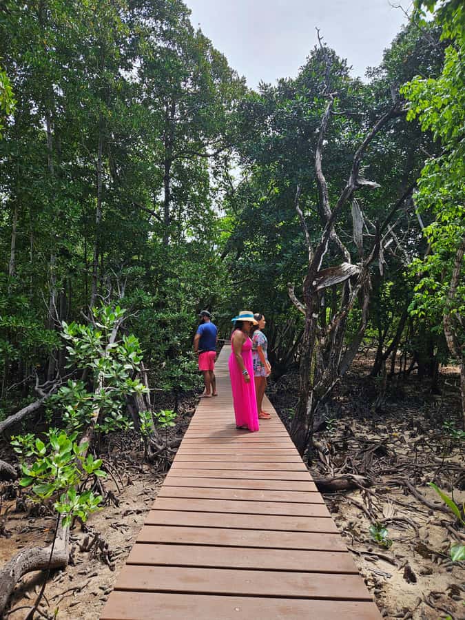 "Curieuse and St-Pierre Island Adventure: with Creole, BBQ - The Mangrove Trail to Anse José