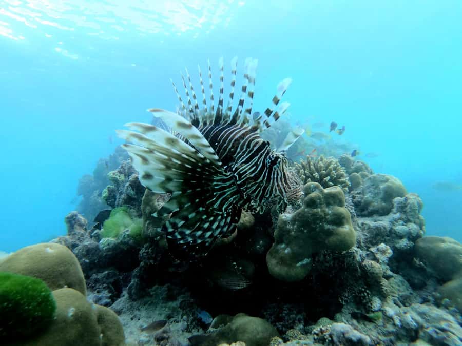 Curieuse and St Pierre Snorkeling Half-Day Trip No BBQ Lunch - Key points at a glance