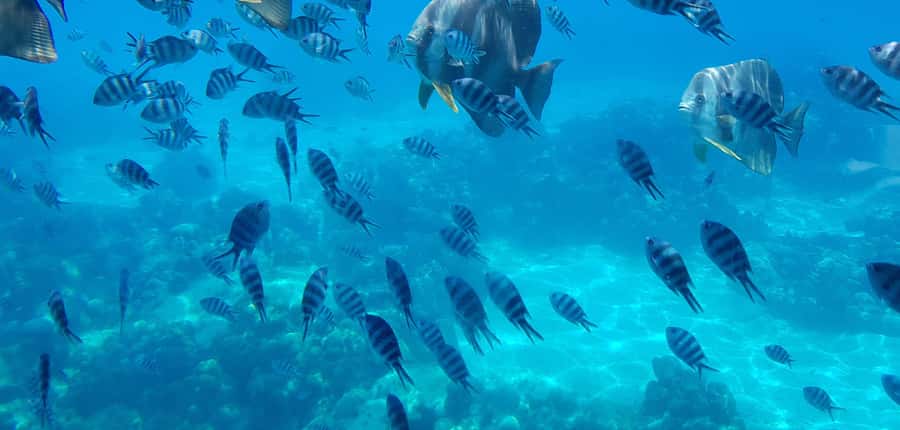 Eden Island: Semi-Submarine Tour in St. Anne Marine Park - A gentle way to meet Seychelles sea life