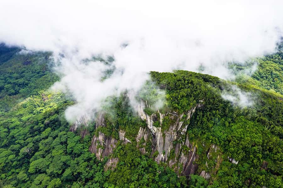 From Mahe: Guided Nature Trail Walk to Morne Blanc - Entering Mahé’s mist forest