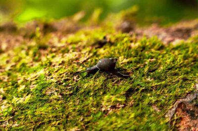 From Mahé: Guided Nature Trail Walk to Morne Blanc