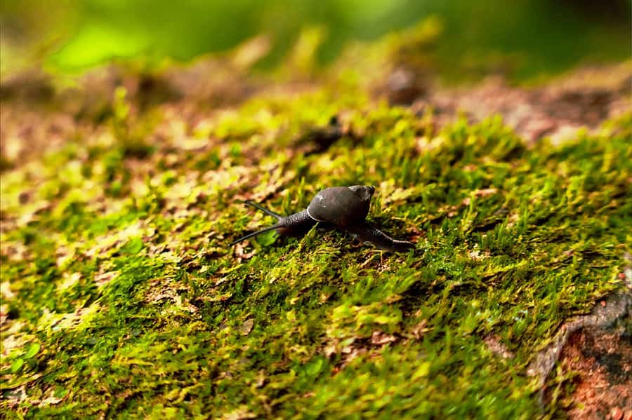 From Mahe: Guided Nature Trail Walk to Morne Blanc - From tea country into cinnamon forest