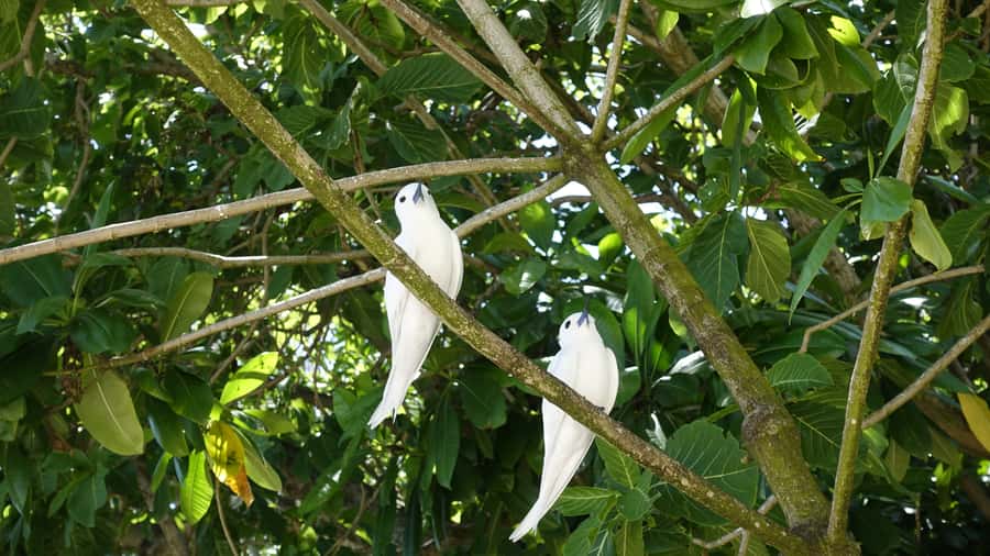 From Praslin: Cousin, Curieuse & St Pierre Islands Day Tour - Quick points before you book