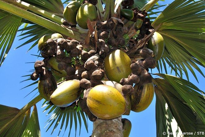 Full Day Discovery Tour of Vallee de Mai and Anse Lazio on Praslin Island - Key points at a glance