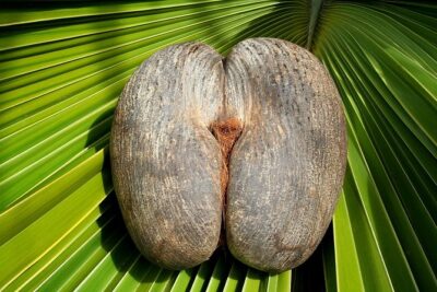 Full Day Discovery Tour of Vall&eacute;e de Mai and Anse Lazio on Praslin Island