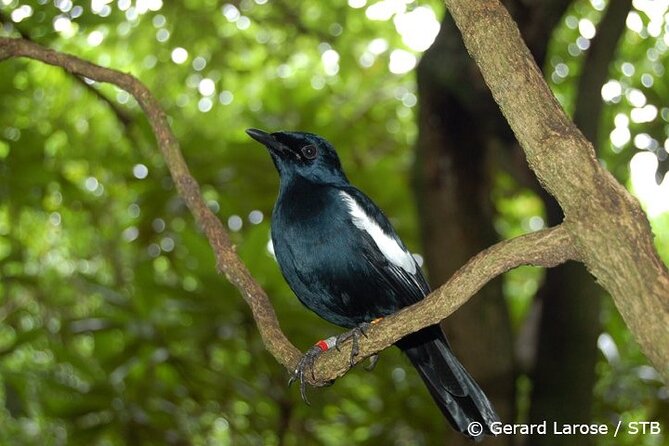 Full Day Excursion of Cousin, Curieuse and St Pierre Islands from Praslin Island - Cousin Island and its close-up birdlife