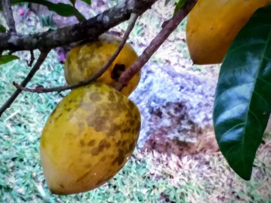 Mahé: Customizable Private Tour of Island with Driver - Lunch is flexible, but not included