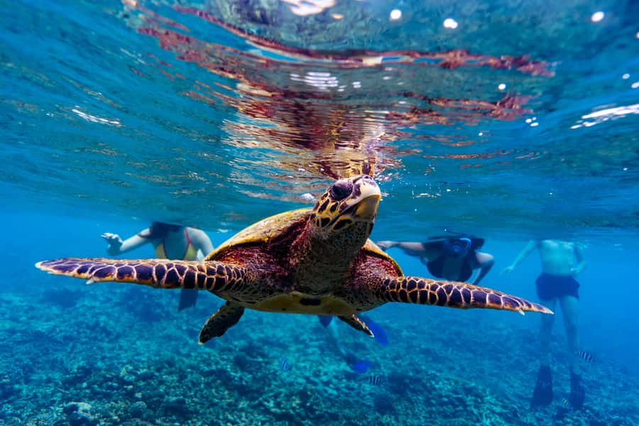 Mahé: Saint-Anne Marine Park and Moyenne Island Cruise - Catamaran comfort and group size