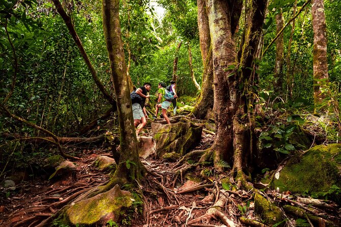 Nature trail - Morne Blanc (Mahe) - Forest Plants, Birds, and the Feel of the Trail