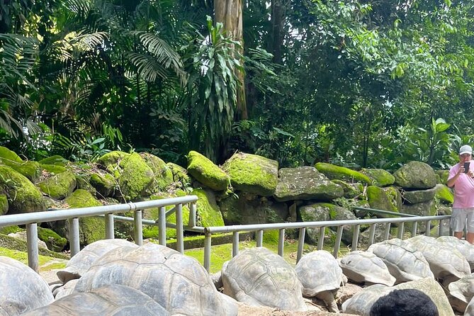 Omnibus service in Seychelles - Key things to know before booking