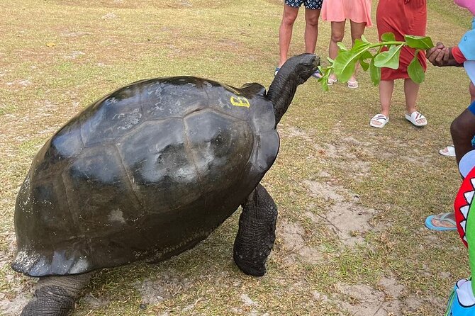 Omnibus service in Seychelles - Who will get the most from this transfer