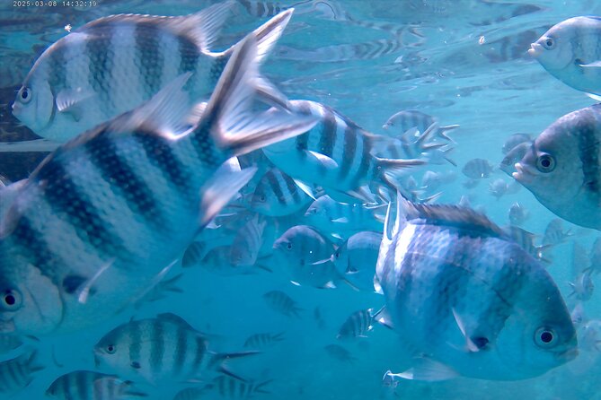 Praslin Curieuse, St Pierre &AnseLafarine fullday trip CreoleBBQ - Snorkeling around St Pierre at 2pm
