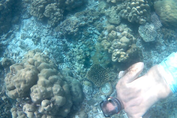 Praslin Curieuse, St Pierre &AnseLafarine fullday trip CreoleBBQ - Who should book this Praslin excursion?