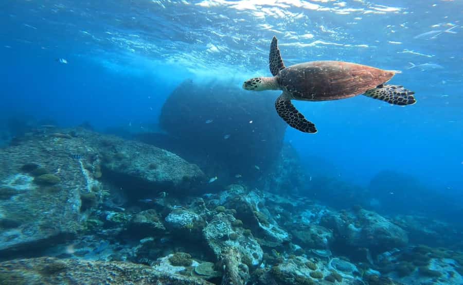 Praslin: Curieuse & St-Pierre Boat Adventure with Snorkeling - Pickup, comfort, and small practical details