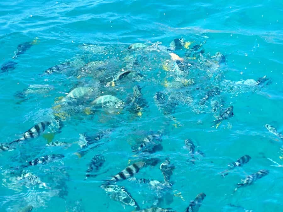 Praslin: Curieuse & St Pierre Island Day Trip with Barbecue - Is $88 a good value on Praslin?
