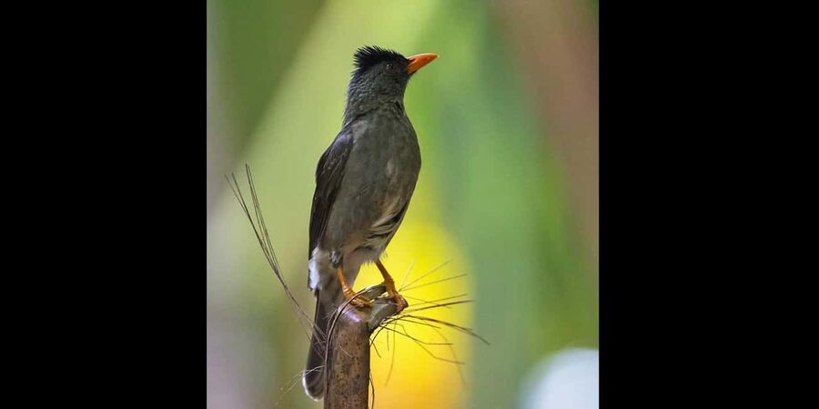 Praslin: private tour of the Vallée de Mai with a local guide - Listening for the Seychelles black parrot