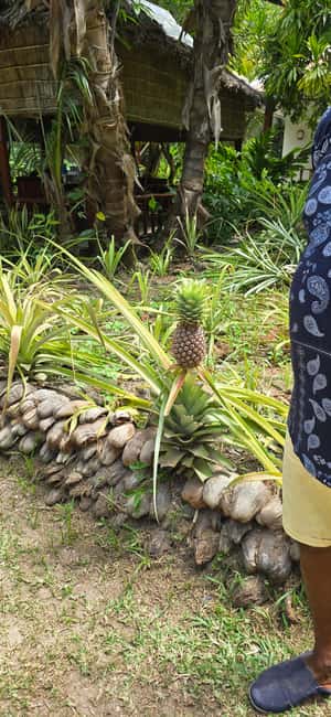 Praslin:Private Tour ValleDeMai,CoteD’orMuseum & AnseLazio