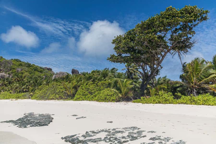 Praslin: Sister & Coco Island Full-Day Cruise and Creole BBQ - Who will enjoy this cruise most