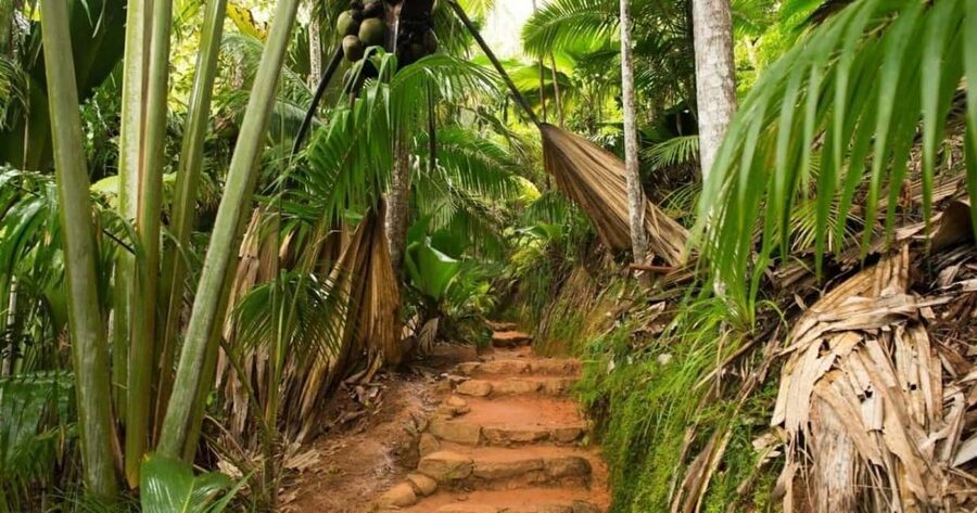 Praslin : Tour (Shared) - The short walk down to Anse Lazio