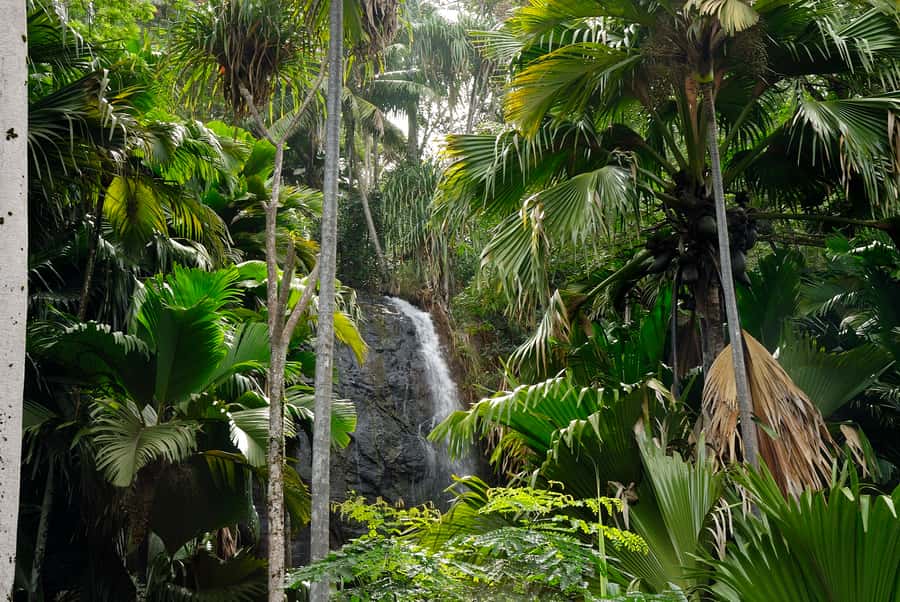 Praslin: Vallée de Mai and Anse Lazio Beach Full-day Tour - Group size, comfort, and physical demands