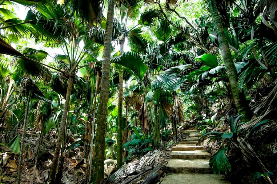 Praslin: Vallee de Mai Guided Hike with Transfer - Entering the Coco de Mer forest