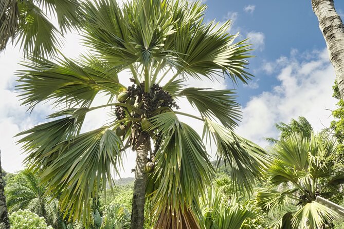 Private full day Mahe island tour 8-10 persons - Who Should Book This Private Mahé Day?