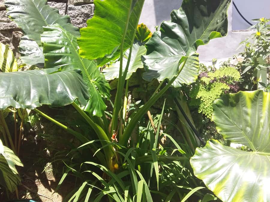 Private half day tour with free rum tasting - Takamaka brings the tour to an old estate