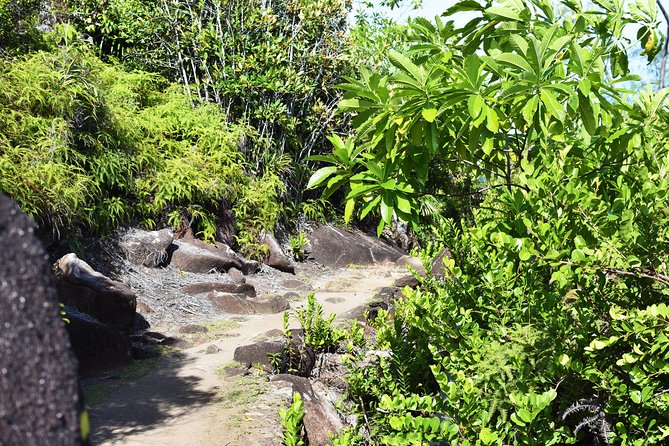 Private Nature Trail (Hiking) (1-2 persons) - Morne Blanc: the hardest route and the richest forest