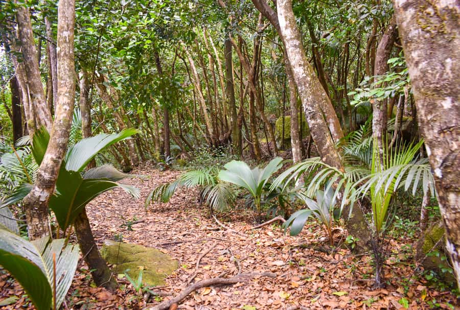 Private nature trail/hiking (5-7 Persons) - Anse Major: The Hardest Route With a Beach Goal