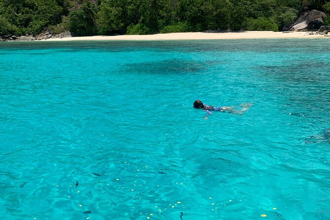Reef Safari - Snorkeling, Fish Feeding & Lunch (Shared Day Trip) - Moyenne Island and its gentle giants