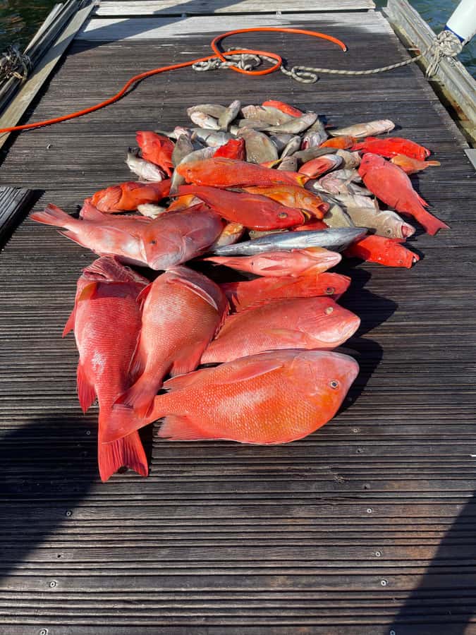 Seychelles: Guided Fishing Trip with Pickup and Equipment - Half-day or full-day: which length makes sense?