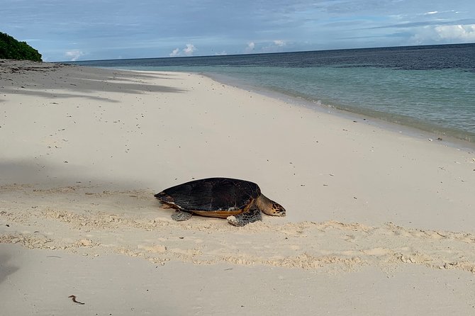 Seychelles Island Tour (PRIVATE 4 hours or 8 Hours) - Botanical Gardens: plants, palms, and giant tortoises