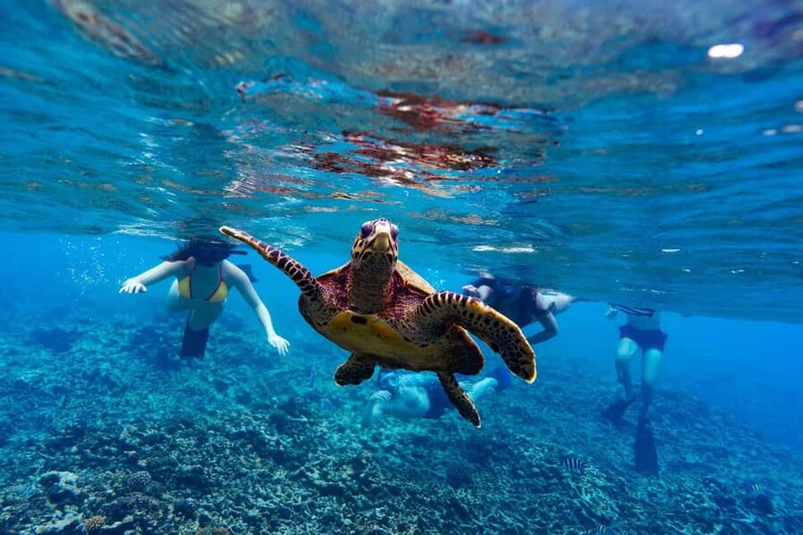 Sister, Coco, and Felicite Island: Seychelles Catamaran Tour - Key points before you book