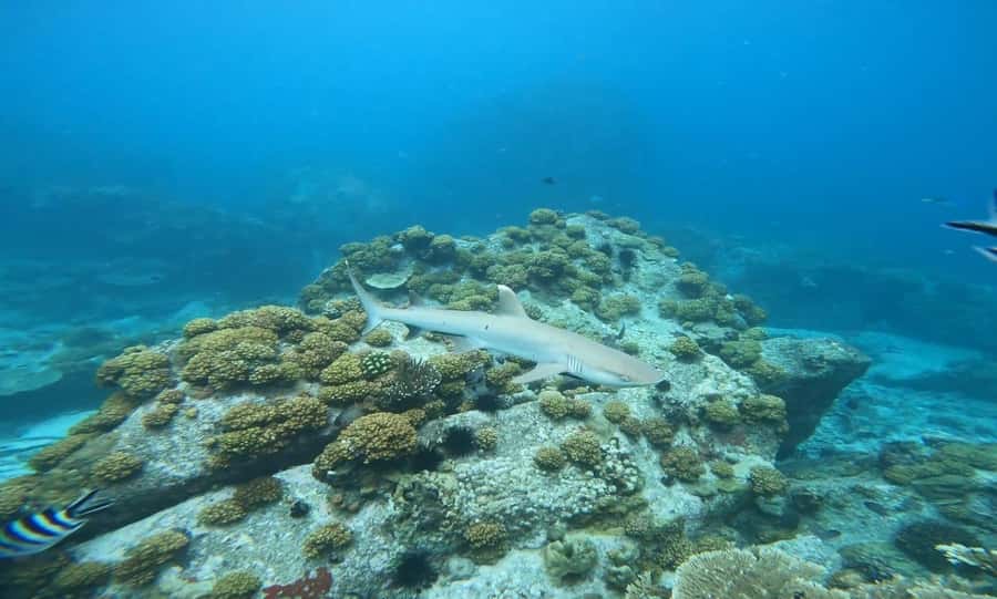 Snorkeling St-Pierre Marine Park and Anse Petite Cour - Should you book Snorkeling St-Pierre Marine Park and Anse Petite Cour?