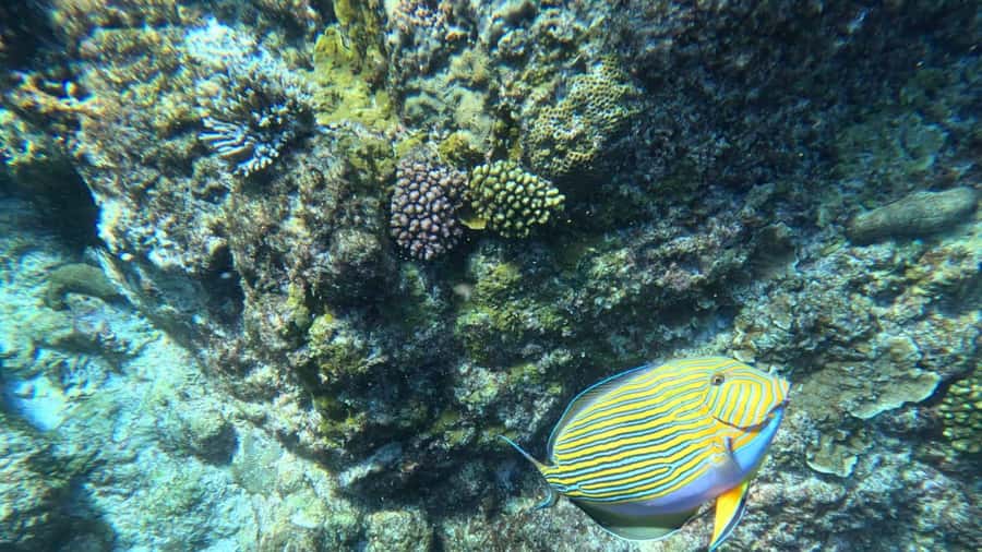 Snorkeling St-Pierre Marine Park and Anse Petite Cour - The boat ride from Anse Possession
