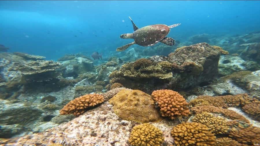 Snorkeling St-Pierre Marine Park and Anse Petite Cour - What the one-hour snorkeling sessions mean