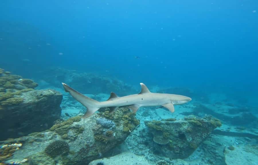 Snorkeling St-Pierre Marine Park and Anse Petite Cour - The boarding issue you should not ignore