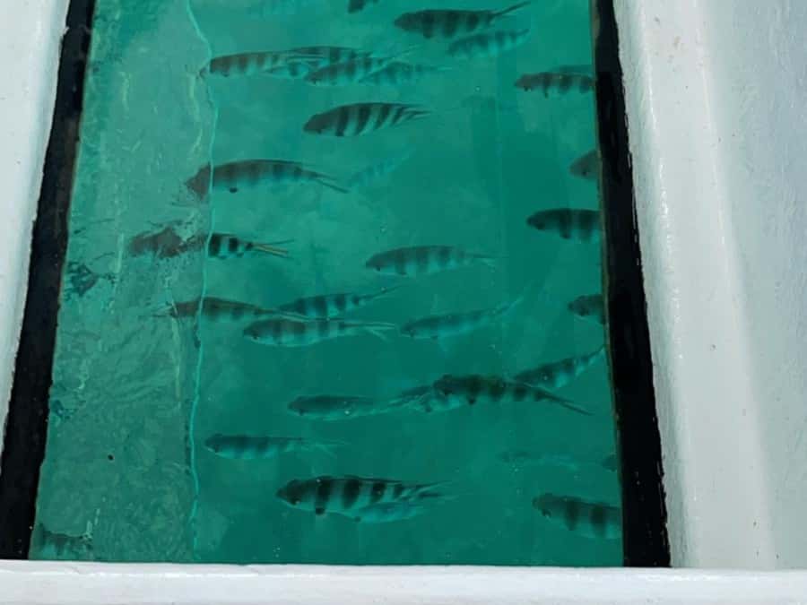 St. Anne Marine Park, Moyenne & Cerf Island Tour with Lunch - Is $92 good value?