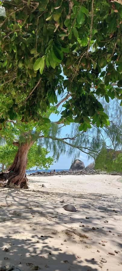 Tour Mahe Seychelles your way. Victoria national park beache - Waterfall and Port Glaud: weather controls the plan