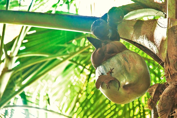 Vallee de Mai Tour (From Praslin) - Entering the palm forest and finding the Coco de Mer