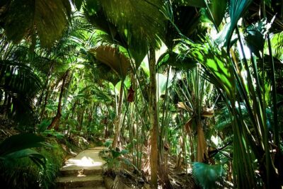 Vallée de Mai Tour (From Praslin)