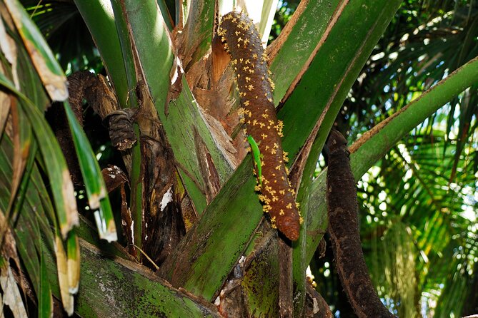 Vallee de Mai Tour (From Praslin) - Watching for parrots, frogs, insects, and chameleons