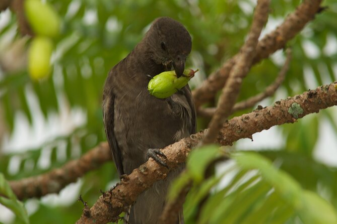 Vallee de Mai Tour (From Praslin) - Who should book this Praslin nature walk?